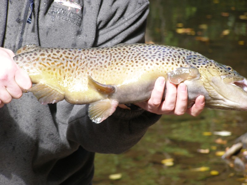 Yellow Creek Trout Club, Inc.